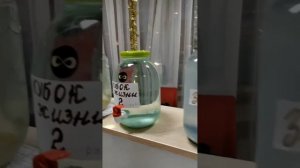 Плазменная вода  для приготовления напитка с живыми бактериями. Что такое плазма и как использовать