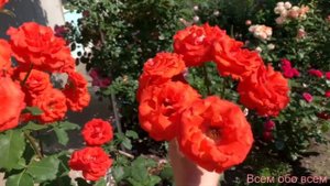 Роза Анжелика ( Rose Angelique ) г. Киев сезон 2023г.