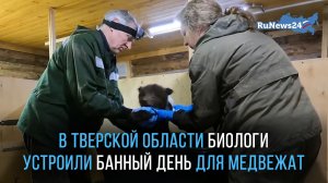 В Тверской области биологи устроили банный день для медвежат