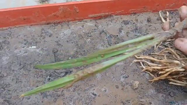 How To Grow Plumeria By Cutting ,Purple Heart Plant & Rain Lily | Shopping of Gardening tools смотреть онлайн