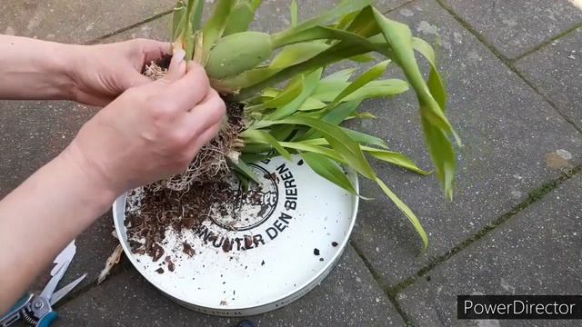 Орхидея Онцидиум пересадка, деление куста, субстрат для орхидеи. Oncidium sotoanum.