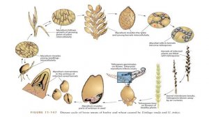 PLANT PATHOLOGY LOOSE SMUT OF WHEAT