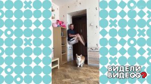 Корги с маленькими лапками, но огромной любовью к ...м. Видели видео? Фрагмент выпуска от 17.01.2021