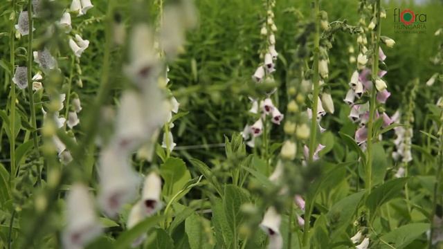 Gyűszűvirág - Digitalis purpurea смотреть онлайн