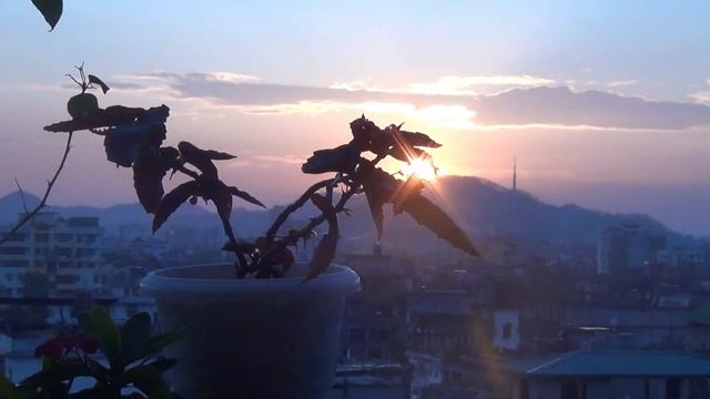 BEST Way to Grow  Care for Begonia Plant A-Z Details with UPDATES