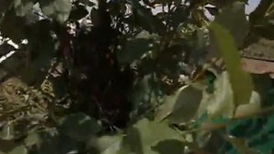 СОБРАТЬ РОЙ с ЗЕМЛИ