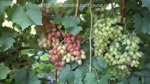 Болезни винограда в августе -  чем обрабатывать виноград во время созревания урожая