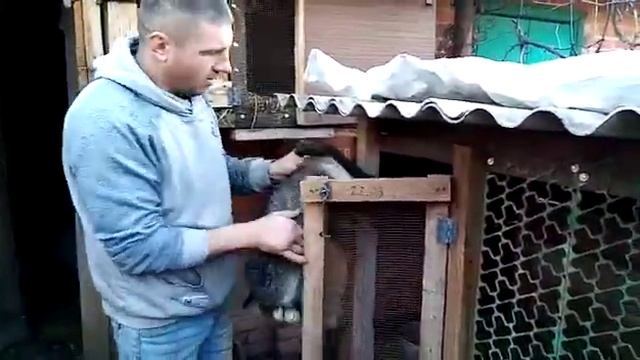 Самый лучший способ проверить беременна крольчиха или нет смотреть онлайн