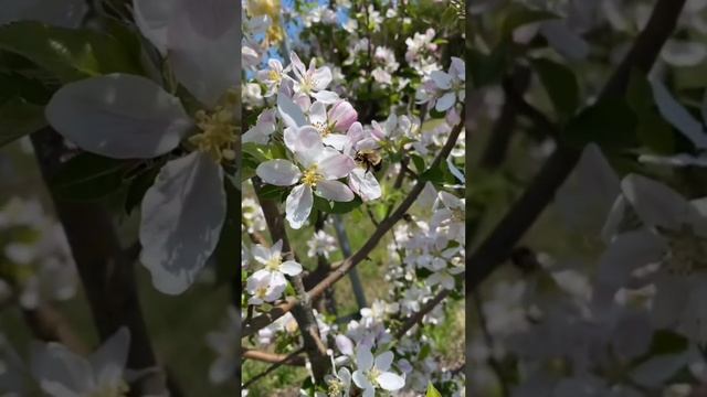 Прекрасная весна, цветущая природа.