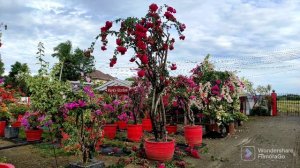 36 petals bougainvillea: mga katangian ng bulaklak nito