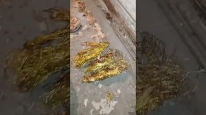 Заработать на цветном металле. Медь с телевизоров ссср Много меди! Смотреть до конца!