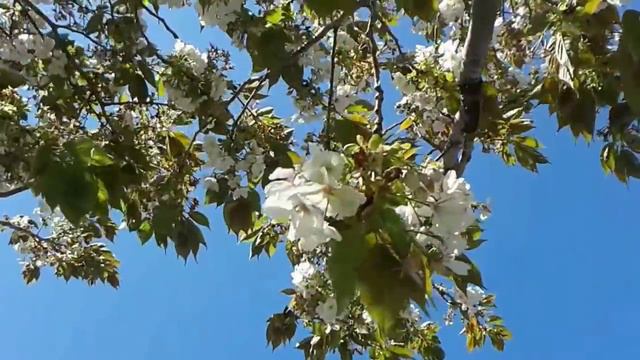 Free Video Background 19: White Cherry Blossoms смотреть онлайн