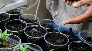 Долихос Декоративная фасоль Как прорастить Как посадить