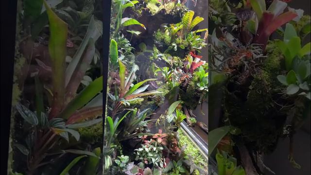 Ep.04 The Flagship Vivarium | week*10 - Lighting-100% - Bioactive Terrarium смотреть онлайн