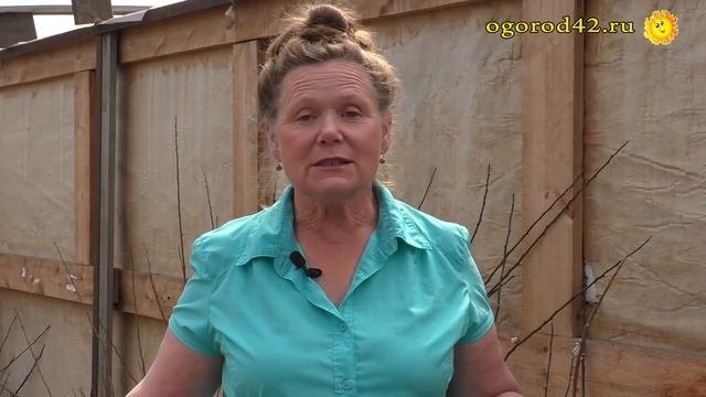 Как выбрать лучший саженец смородины для посадки?