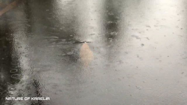 Northern Karelia. Beaver /Северная Карелия. Бобр