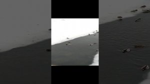 Утки плавают по реке Лугань. Луганск. 29 декабря 2021