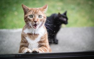 Кот Феликс и другие Котики. Смешные Кошки. Видео _ Funny cats