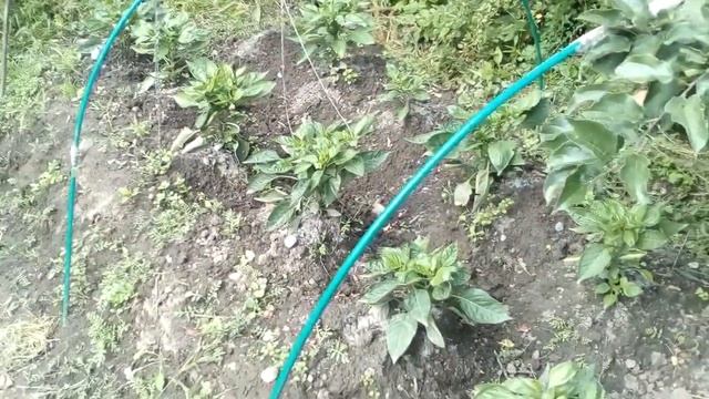 Перцы Калифорнийское  Чудо не растут, им холодно 03.08