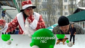 «Новогодний Пёс» — 31 декабря в 18:35 на НТВ