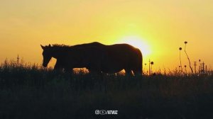 Кӯринмас Қилич Дуоси! Сеҳргар Ва ҳар қандай Душманга қарши!