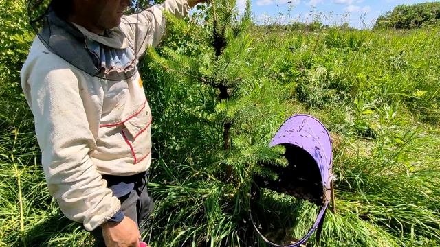 25 июня начало медозбора а  у меня очередной рой