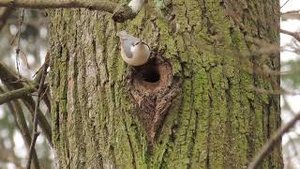 Обыкновенный поползень (Sitta europaea) обустраивает дупло