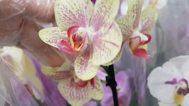 ЧУДЕСНОЕ поступление ОРХИДЕИ фаленопсис LEROY MERLIN ЛЕРУА МЕРЛЕН орхидея Orchid Phalaenopsis