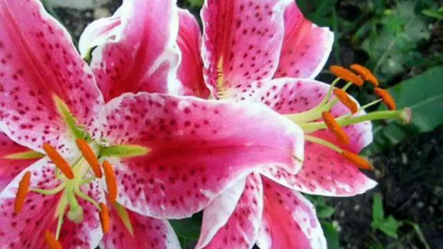 * БЕЛАЯ ЛИЛИЯ ...))) смотреть онлайн