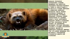 Мир малышам. Росомаха