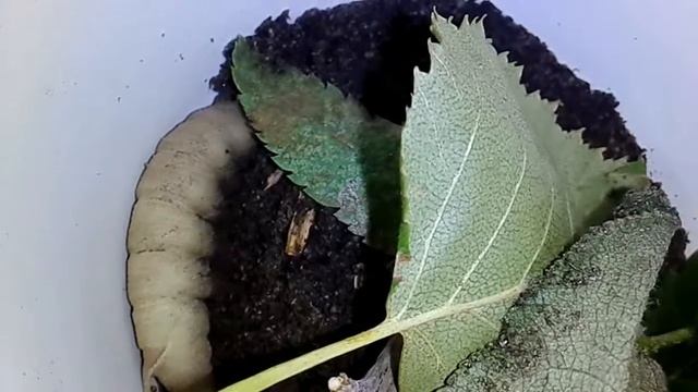 Гусеница закапывается в землю. смотреть онлайн