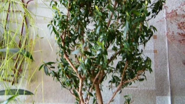 #Создаем уют из комнатных растений/цветов. Важное замечание по поводу витаминов для растений. смотреть онлайн