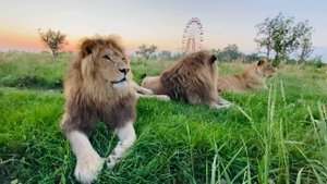 Молодой  прайд львов ждёт прихода ВЗРОСЛЫХ ЛЬВОВ!