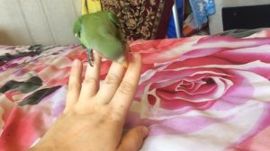 Кусает неразлучник_ Разбираемся как себя вести!