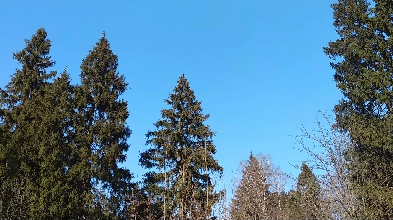 Лесопарк