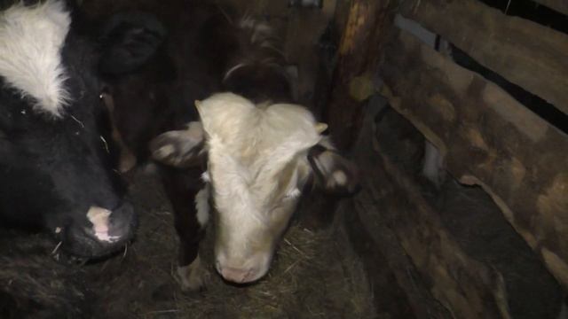 Бык один а разные телята. смотреть онлайн