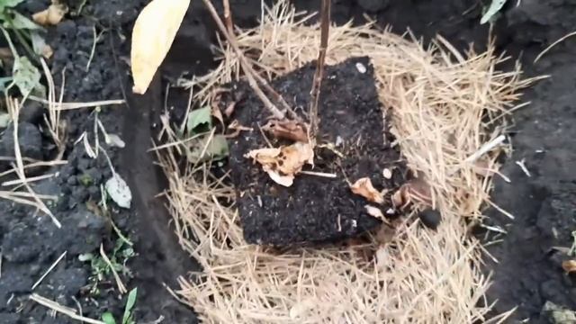МИНДАЛЬ ТРЕХЛОПАСТНЫЙ + ГОРТЕНЗИЯ МЕТЕЛЬЧАТАЯ