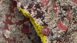 Rock Lichen