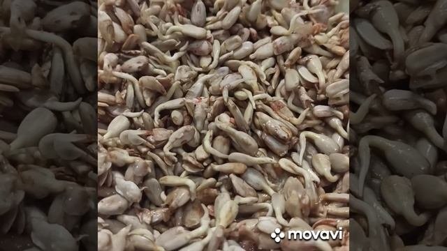 Проращивание очищенных семян подсолнечника