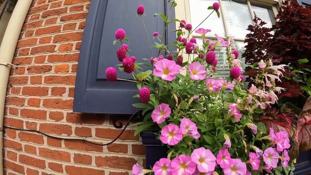 Philly Neighborhood Garden Tour | Pt 3🌻Urban Gardening🌞Container Gardening смотреть онлайн