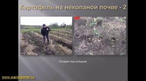 Выращивание картофеля