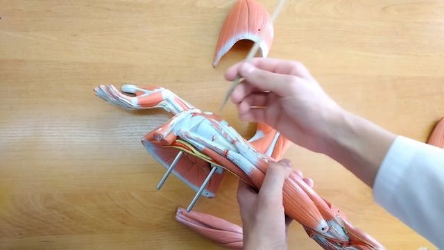 Анатомия мышц руки за 17 минут на муляже. Канал запястья. Сумки плечевого и локтевого сустава.