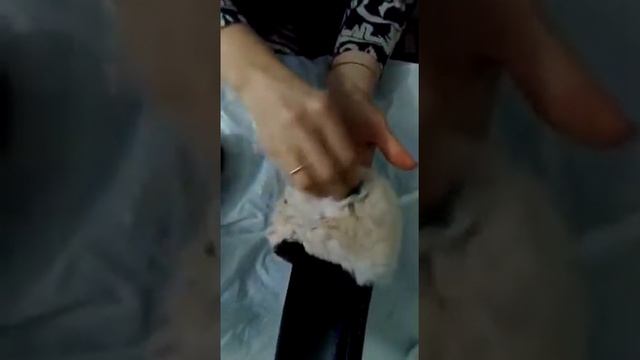 Хим.чистка меха в домашних условиях