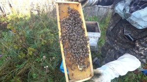 КАК СДЕЛАТЬ ОТВОДОК И СОХРАНИТЬ МАТКУ ДО ВЕСНЫ ИЗ ПЧЁЛ НУКЛЕУСОВ
