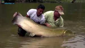 В Амазонке поймали гигантского монстра