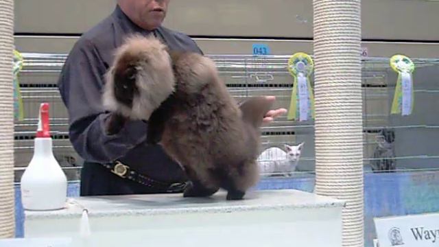 Pamela-Hameln final with judge Trevathan.AVI смотреть онлайн