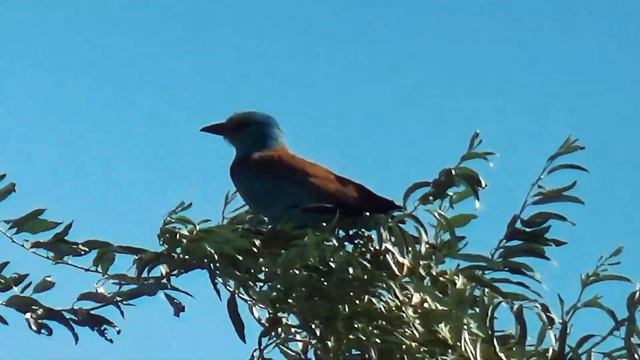 На грани исчезновения смотреть онлайн