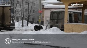 Гуляющего по Ижевску медведя поймали