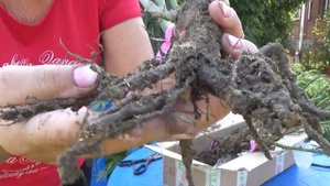 Розы осенью из интернета Распакуем посылку  Что делать с розами после распаковки