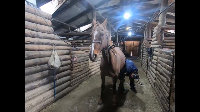Расчистка копыт